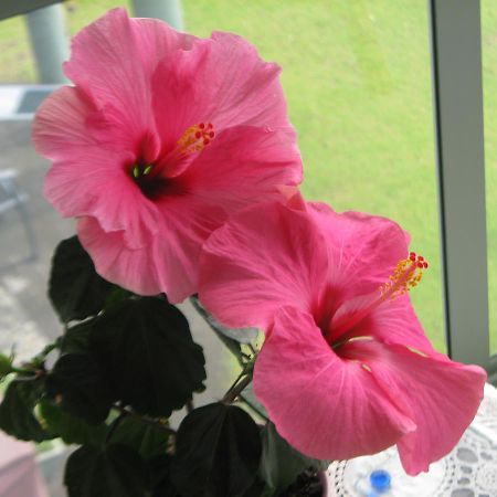 Hibiscus Bed & Breakfast Waihi Εξωτερικό φωτογραφία