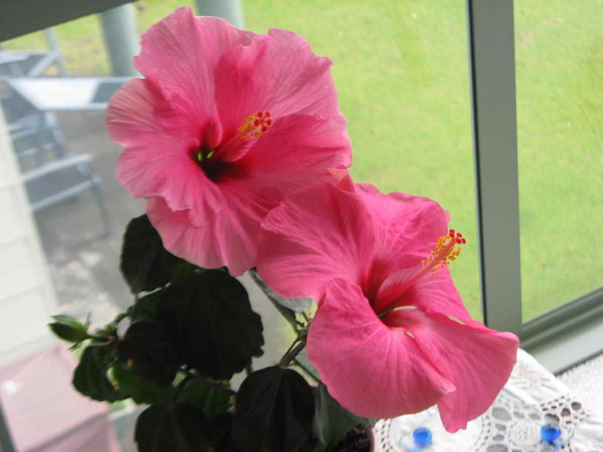 Hibiscus Bed & Breakfast Waihi Εξωτερικό φωτογραφία