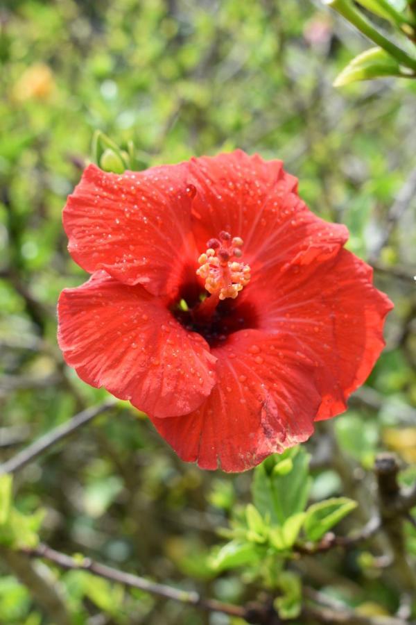 Hibiscus Bed & Breakfast Waihi Εξωτερικό φωτογραφία
